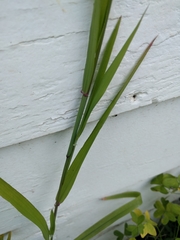 Ehrharta erecta