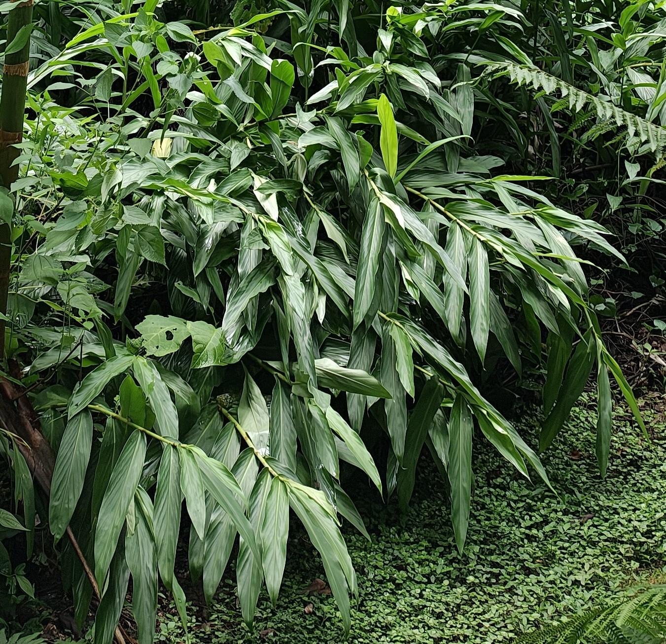 Hedychium coronarium
