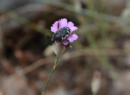 Greek Rose Chafer