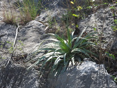 Agave bracteosa