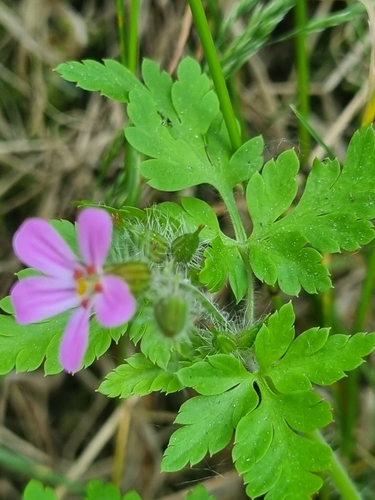 Herb Robert