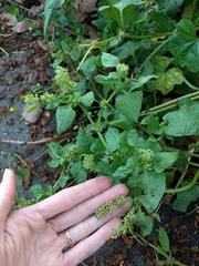 Rumex spinosus