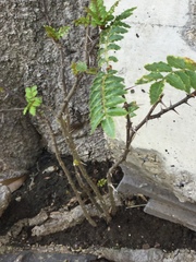Zanthoxylum piperitum