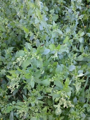 Chenopodiastrum murale