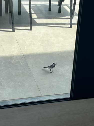 White Wagtail