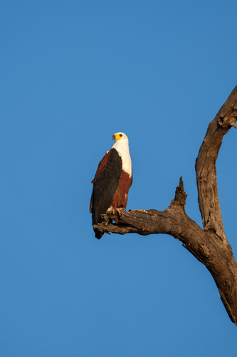 iNaturalist image