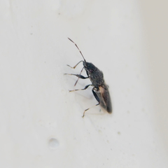 Oxycarenus lugubris