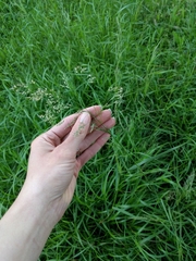 Poaceae