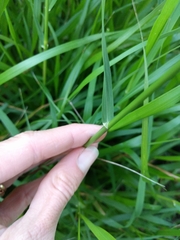 Poaceae