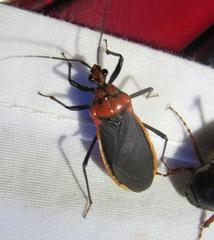 Rhiginia cinctiventris