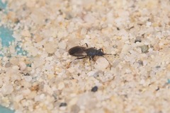 Oxycarenus lugubris