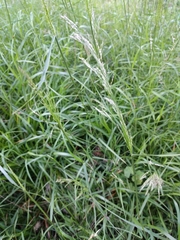 Poaceae