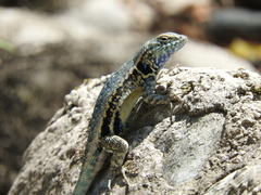 Sceloporus couchii