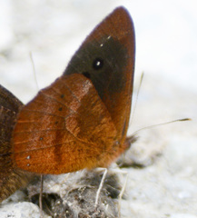 Lymanopoda confusa
