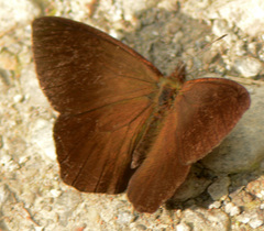 Lymanopoda confusa