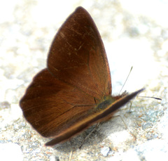 Lymanopoda confusa