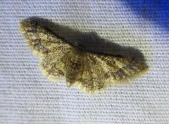 Idaea pervertipennis