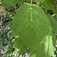 Acer rufinerve, photograph (c) rjtizard, some rights reserved (CC BY)