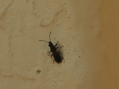 Oxycarenus lugubris