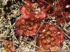 Drosera zonaria