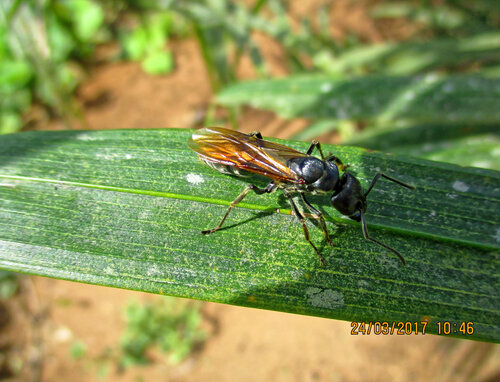 African stink ant