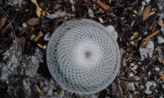 Mammillaria haageana