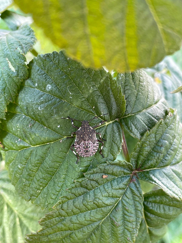 Brown Marmorated Stink Bug