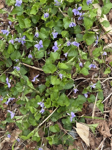 Viola grypoceras, photograph 3