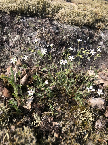 Rock Campion