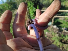 Amphisbaena darwinii