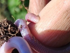 Amphisbaena darwinii