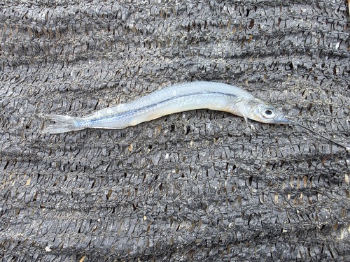 African halfbeak (Hyporhamphus picarti) — Hemiramphidae