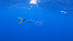 Mahi Mahi photo 2