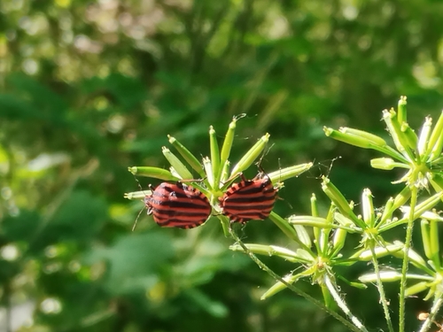 Continental Striped Shield Bug