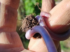 Amphisbaena darwinii