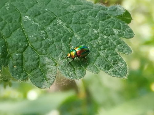 Dead-nettle Leaf Beetle