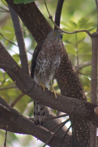 Shikra