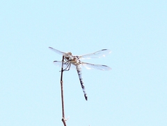 Libellula composita