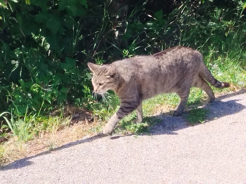 Domestic Cat