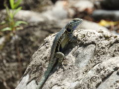 Sceloporus couchii
