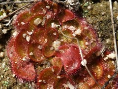 Drosera zonaria