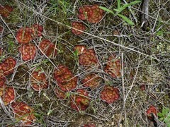 Drosera zonaria