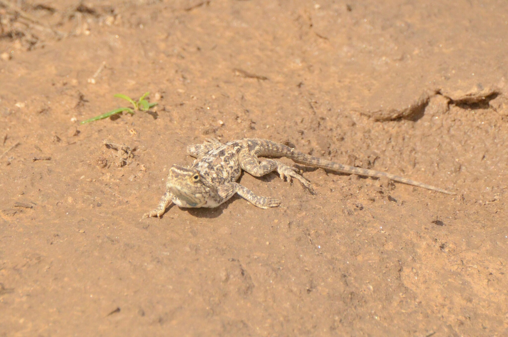 Agama aculeata Merrem, 1820