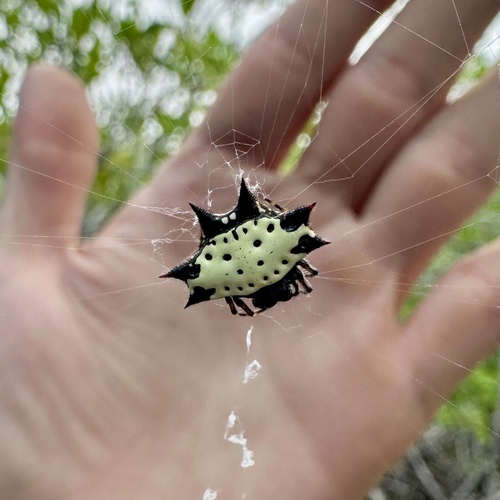 Spinybacked Orbweaver