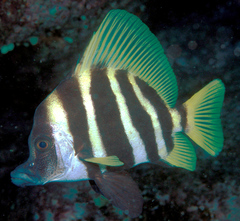 Striped Boarfish photo 4