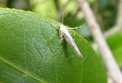 Stathmopoda plumbiflua