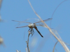 Libellula composita