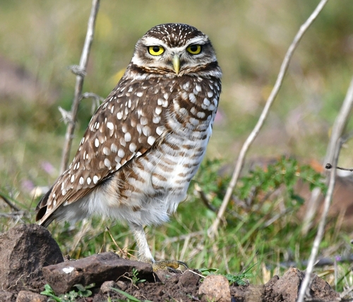 Burrowing Owl