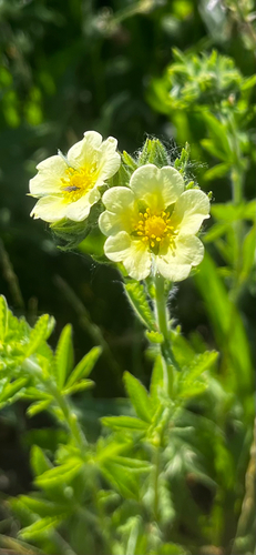 sulphur cinquefoil