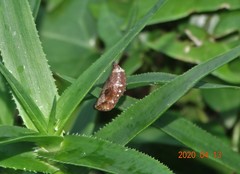 Junonia oenone oenone
